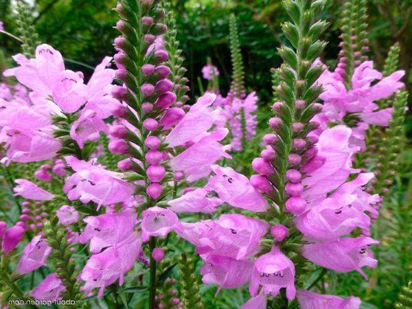 kwitnąca fizostegia