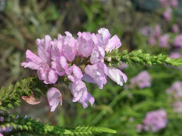 Physostegia liliowy