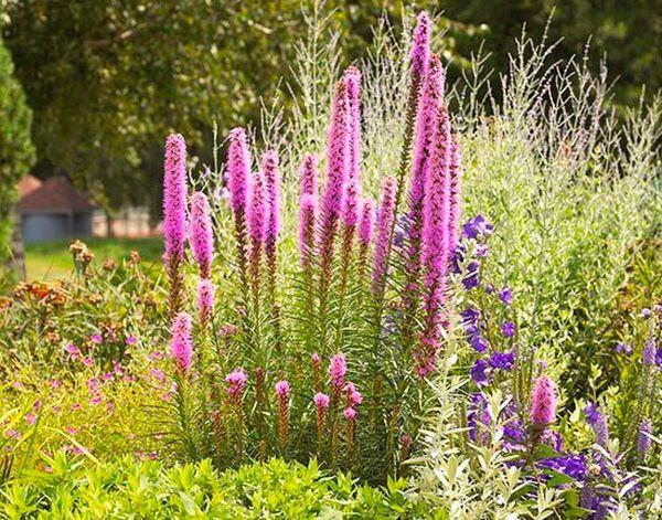 Krzew Physostegia