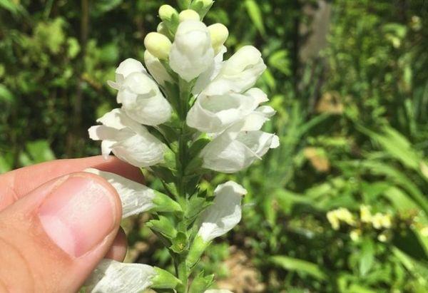 Lądowanie Physostegia