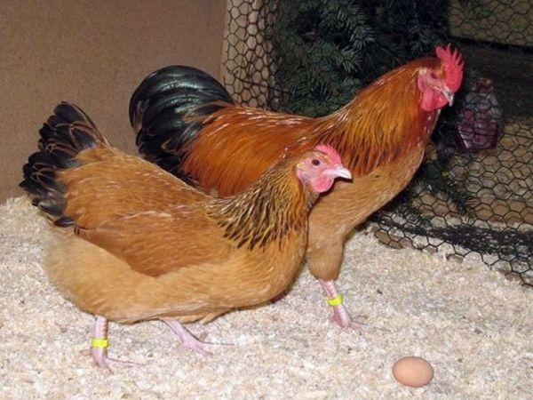 κοτόπουλα σε κοτέτσι