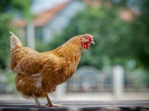 Characteristics and description of the Foxy Chick chicken breed, rules of keeping and breeding