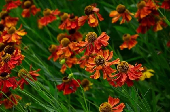 helle Farbe Helenium