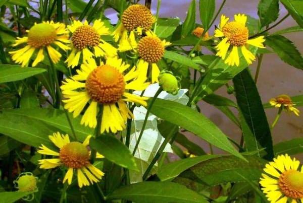 schöne Blüte