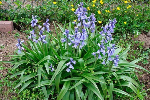 Hyacintoides Busch