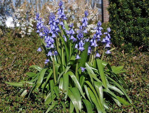 Rosenkönigin