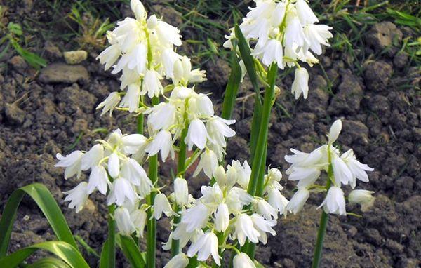Hyacintoiden landen