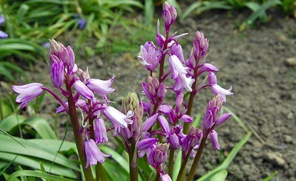 Hyacintoides rosa