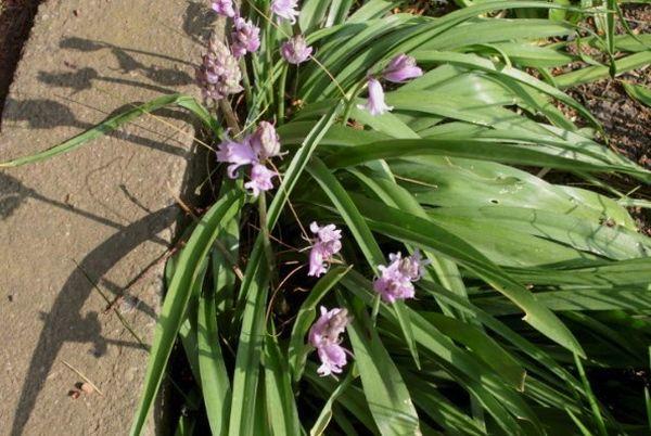 Hyacintoides auf dem Land