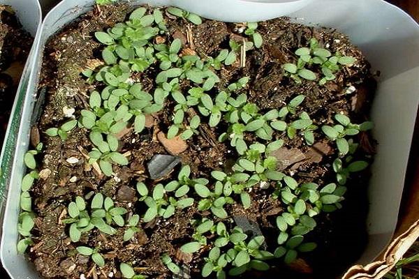 cultivo de plántulas