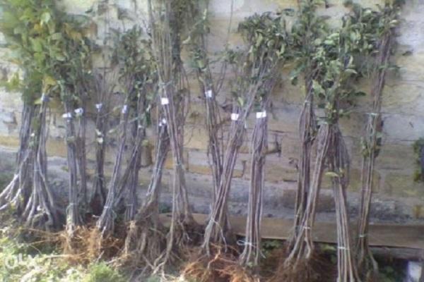  plántulas contra la pared