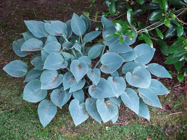 Blue Cadet in the garden