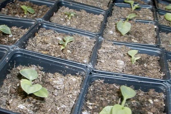 growing seedlings