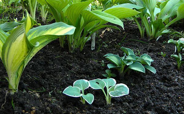 host propagation