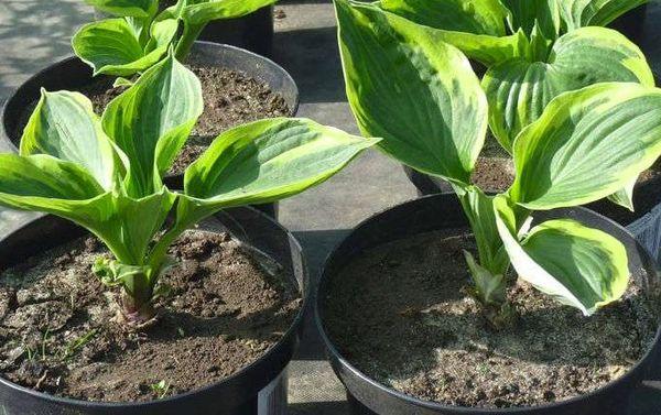 seed hosta
