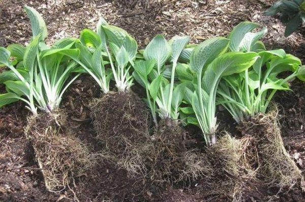 host cuttings