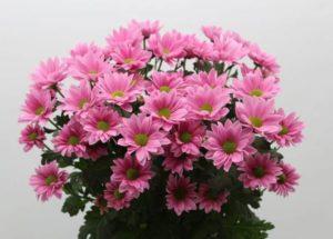 Beschreibung und Arten der Chrysantheme Bacardi, Pflanz- und Pflegeempfehlungen