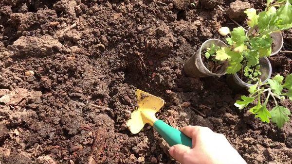Planting chrysanthemums