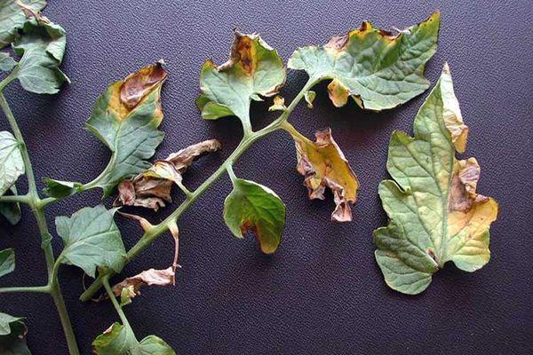 Disease Verticillosis
