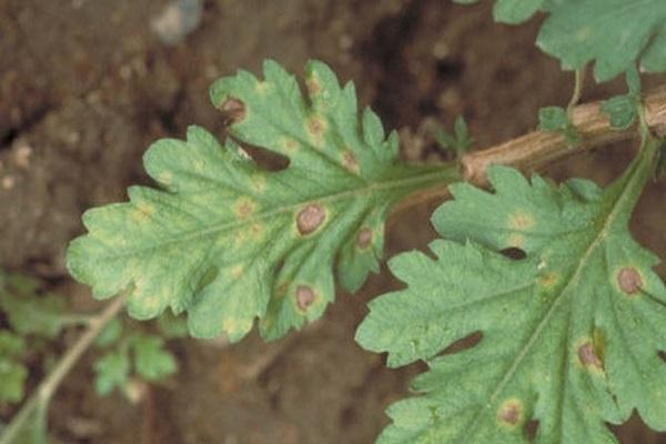 leaf spots