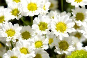 Beskrivelse af 27 sorter og sorter af chamomile krysantemum, plantning og pleje