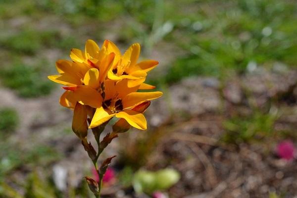 gefleckte Ixia maculata
