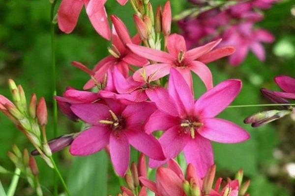 Knospe rosa