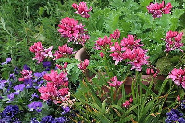 Blumen im Garten