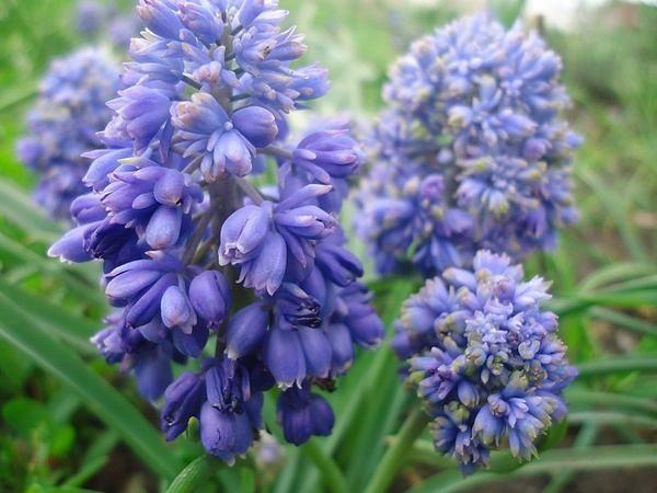 svieža muscari