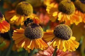Blumen im Garten