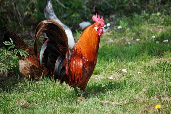 κόκορας για μια βόλτα