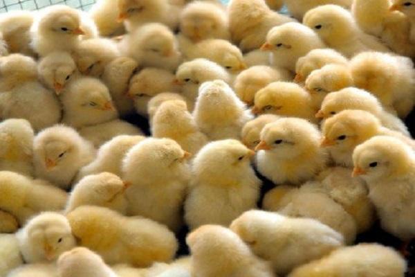 chickens in a cage