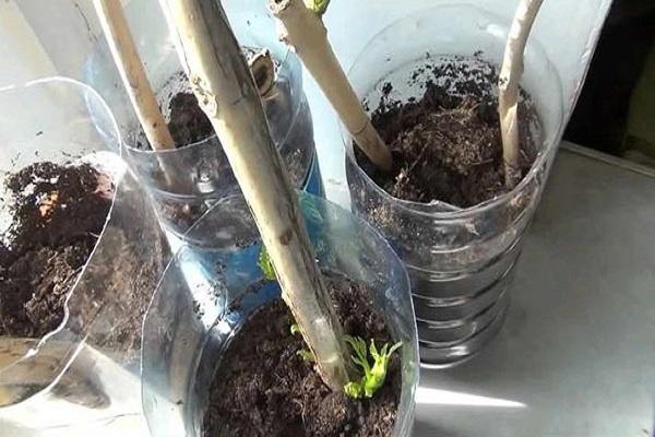 bottle cuttings