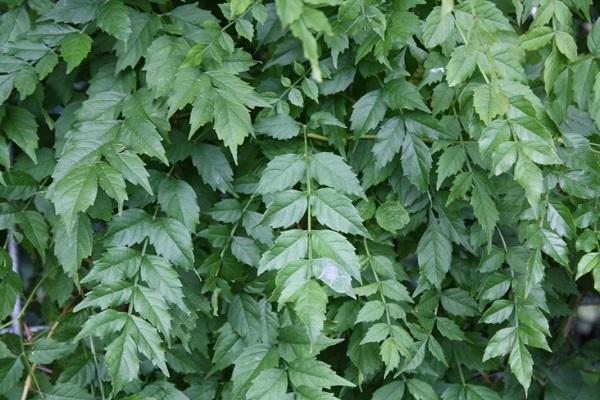 green leaves