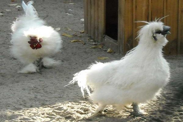 ลักษณะและรายละเอียดของพันธุ์ไก่ไหมจีนการเพาะปลูกและการดูแลรักษา