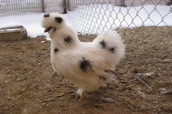 ไก่ที่มีจุด