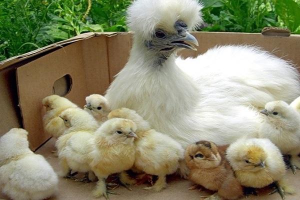 ไก่