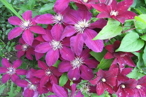 fleurs en floraison