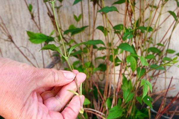 flower cuttings