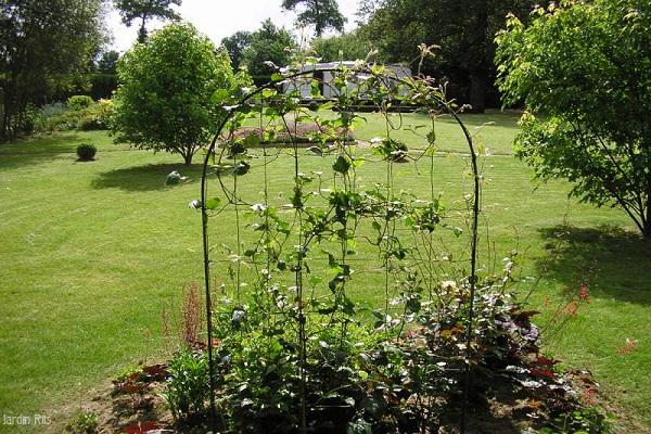 support for vines