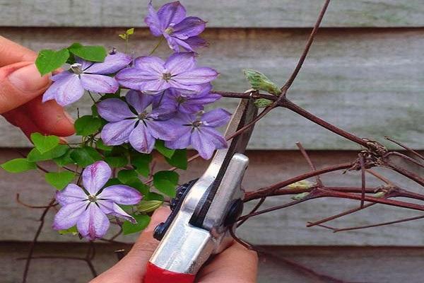 bloom pruning
