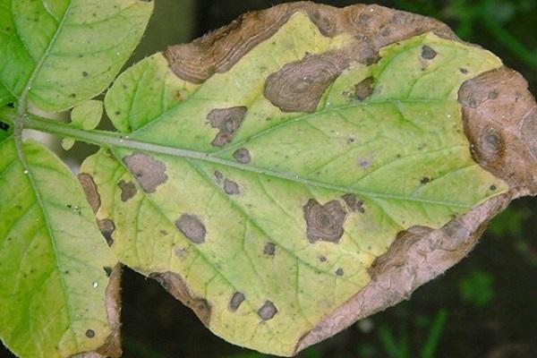 verticellosis wilt