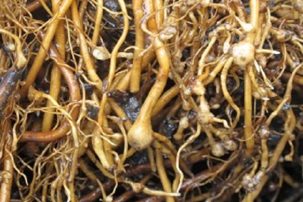 worms on the roots