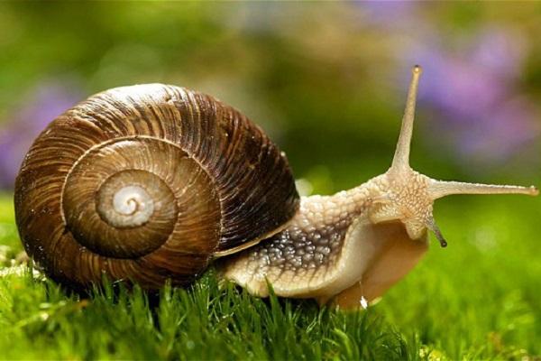 snail pest