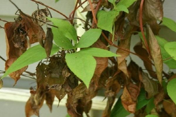 clematis under disease