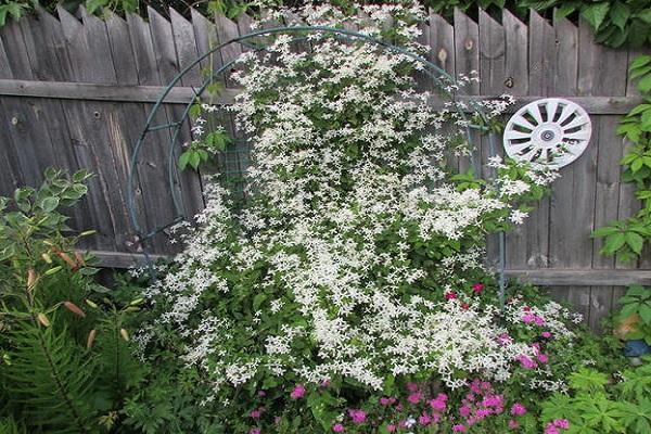 clematis by the fence