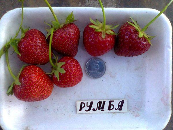 Erdbeerfrucht