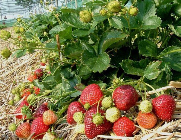 Erdbeeren mulchen