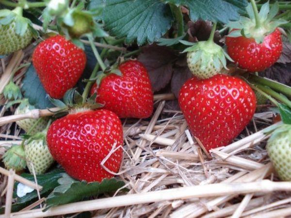 reife Erdbeere