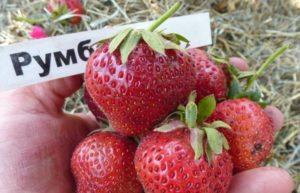 Beschreibung und Eigenschaften von Rumba-Erdbeeren, Pflanzschema und Pflege